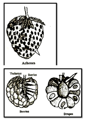 types of fruits